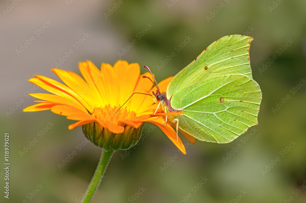Obraz premium Butterfly on a flower