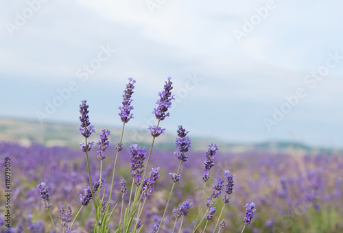 crimean lavender closeup, local focus, shallow DOF