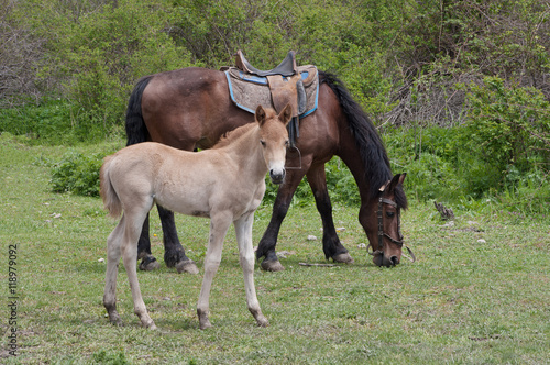 grazing horse with foal