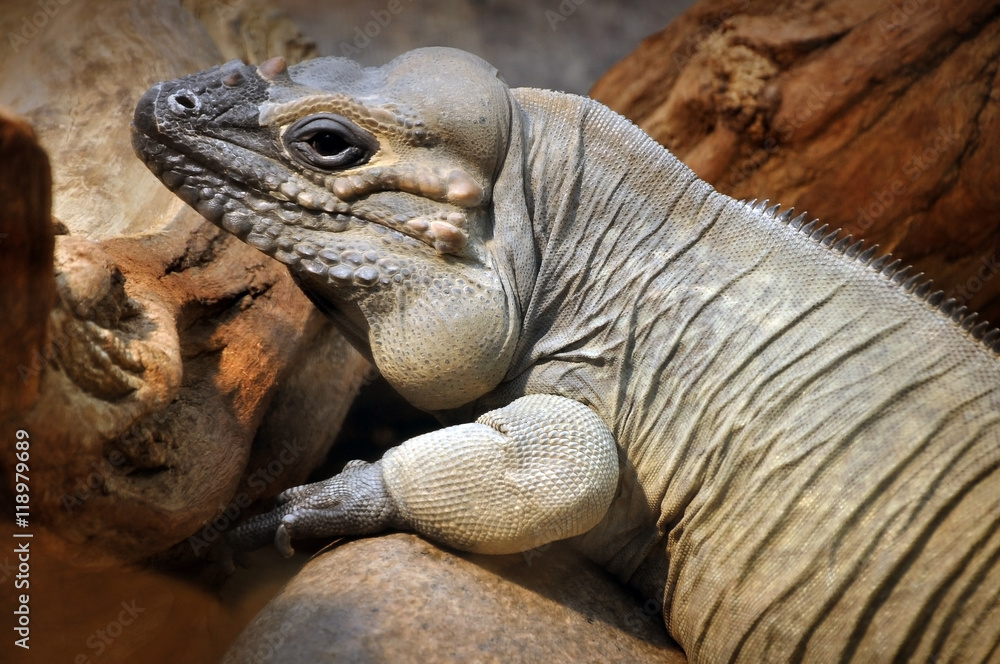 Obraz premium Portrait of big gray lizard rests on a rock in the artificial environment. Close up.