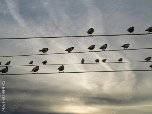 Photography sunset sky and birds