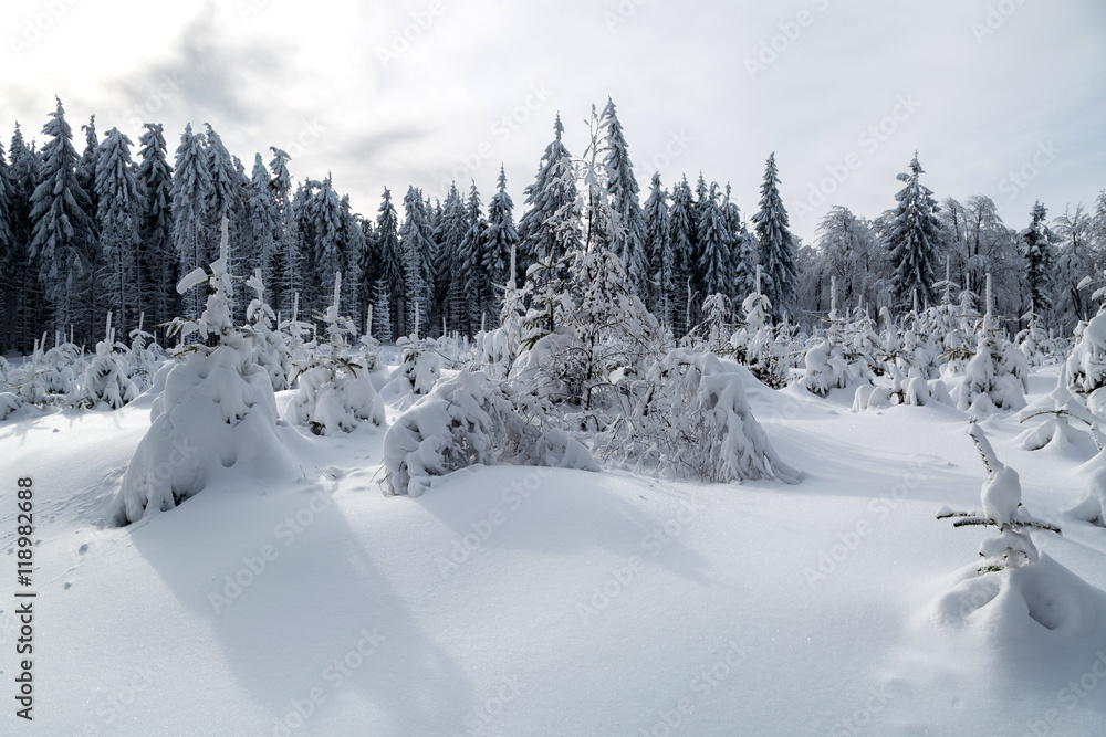 trees in the forest covered with snow