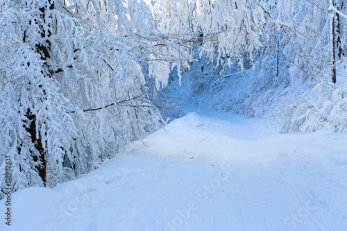 Snow covered tree and the road. Natural blue tint.