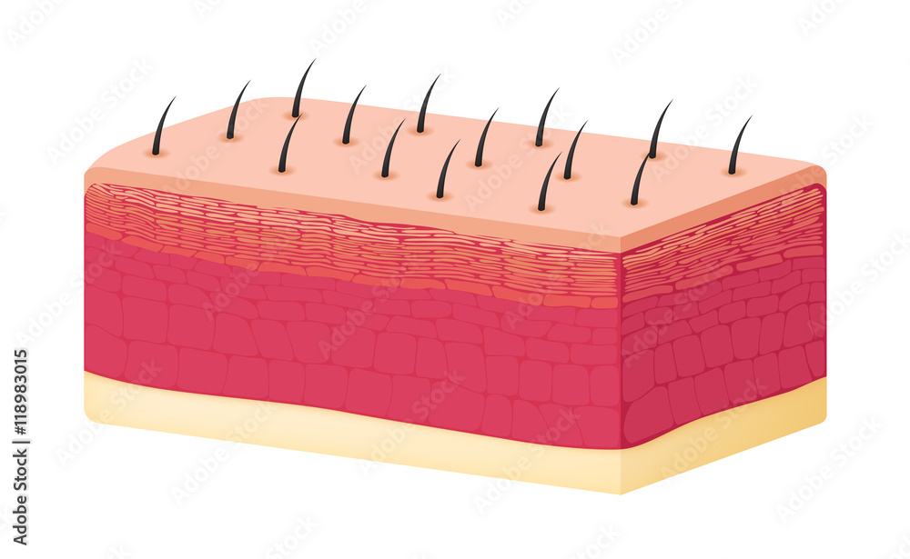 skin background vector , skin anatomy Stock Vector | Adobe Stock