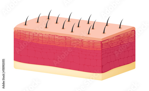 skin background vector , skin anatomy