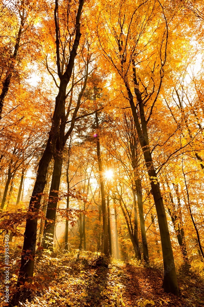 Fototapeta premium unusual forest in autumn, the sun's rays light up the morning fog