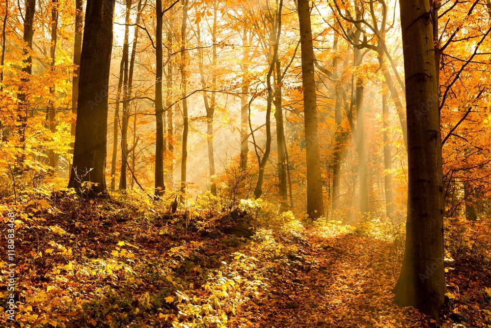 unusual forest in autumn, the sun's rays light up the morning fog