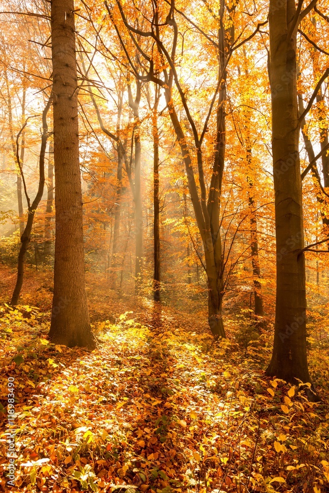 unusual forest in autumn, the sun's rays light up the morning fog