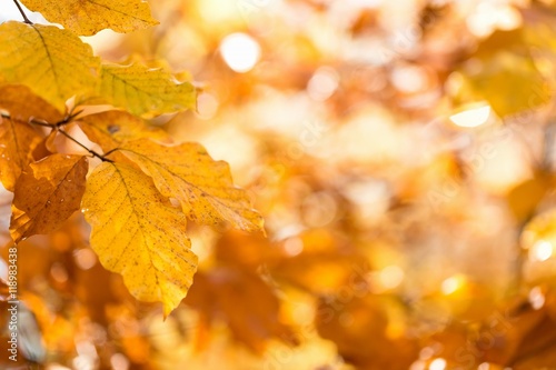 Autumn, leaves background. Leaves on a blurred background. Landscape in autumn season
