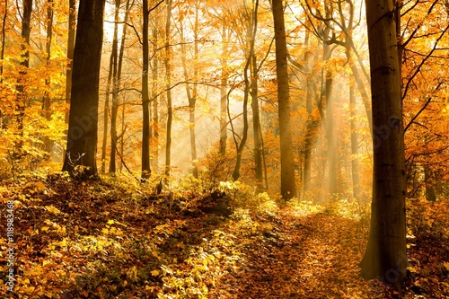 unusual forest in autumn  the sun s rays light up the morning fog