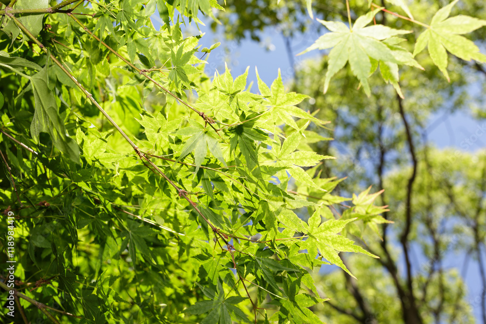 かえで かえで