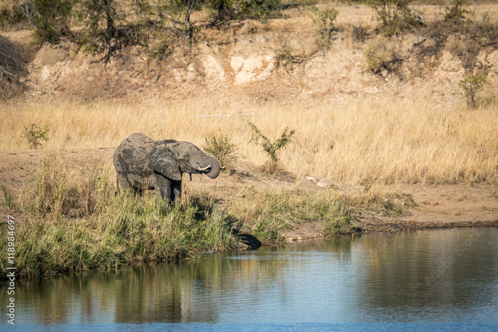 Fototapeta premium Elephant drinking water at a dam in Kruger.