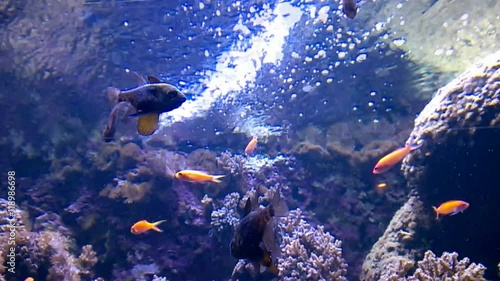 tropical fish cinemagraph