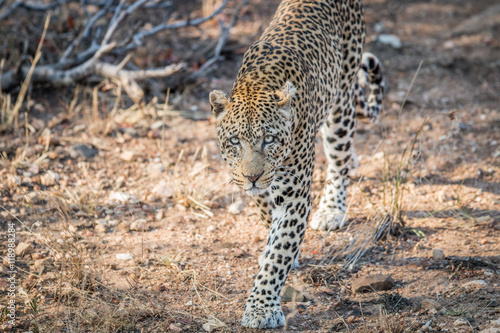 Leopard walking towards the camera in the Kruger.