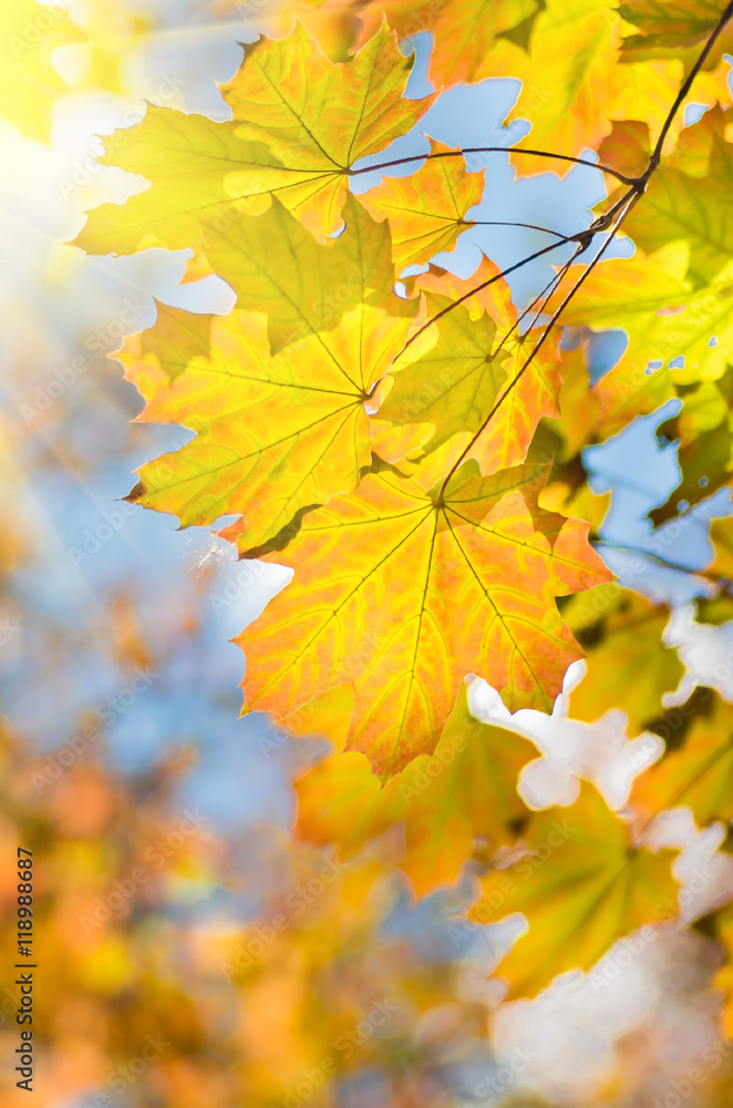 Obraz premium Yellow maple leaf