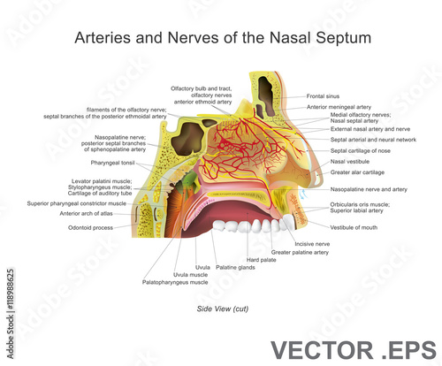 Arteries and Nerves of the Nasal Septum photo