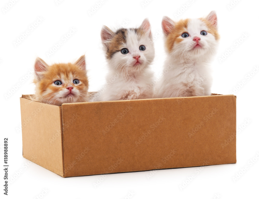 Three kittens in a box.