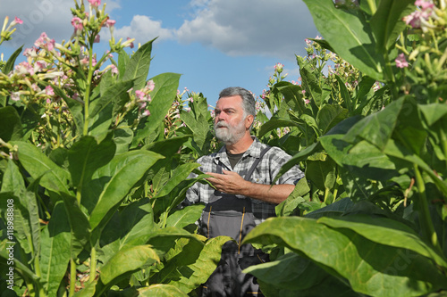 Farmer examine tobacco field