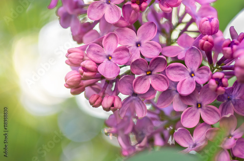 spring lilac violet flowers soft floral background