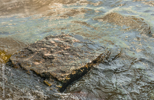 Stone in sea water