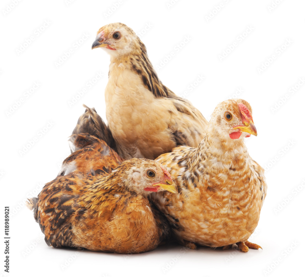 Fototapeta premium Baby chickens.