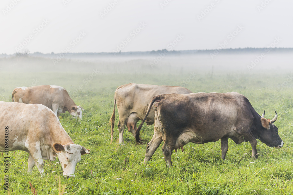 Brown cows grazing in the green foggy field