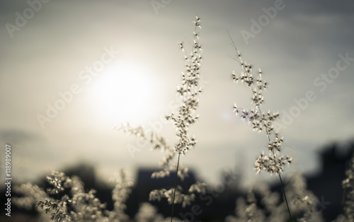 blurred flowers grass in morning or sunset moment © ittoilmatar