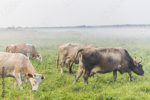 Brown cows grazing in the green foggy field