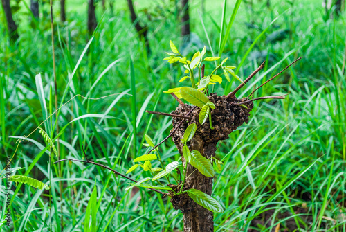 Close-Up to Fresh Leaves Growing from Old Stump