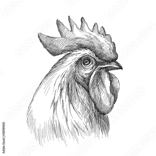 Vector sketch of rooster or cock head profile in black isolated on white background. Silhouette of cockerel head in graphic style.
