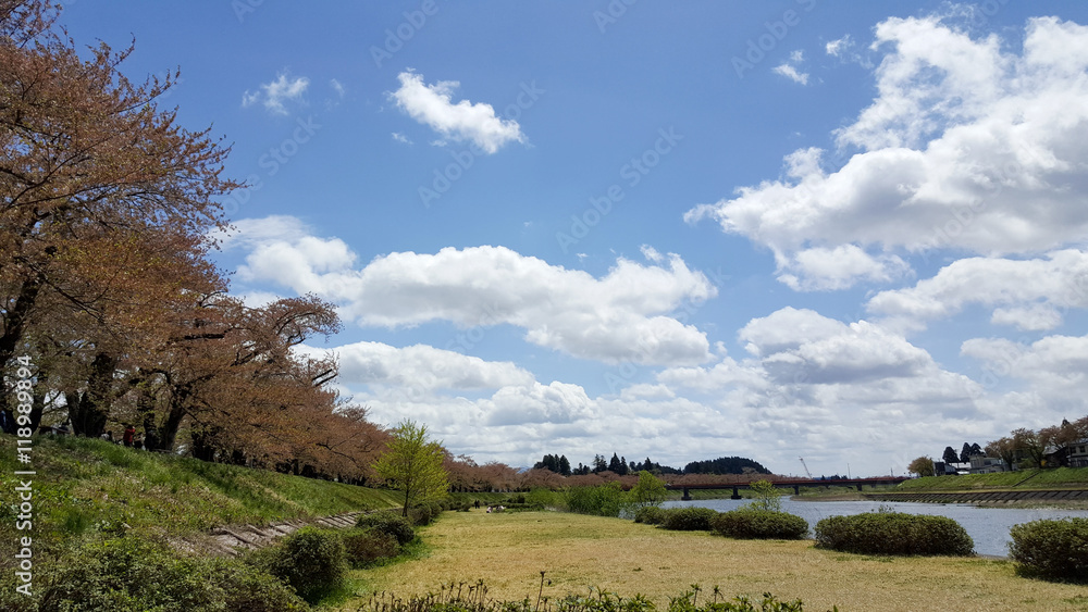 Nice view of big river in Akita Kukanodate, Japan in early of summer, great clear sky with white clouds, sakura full bloosom beside the river