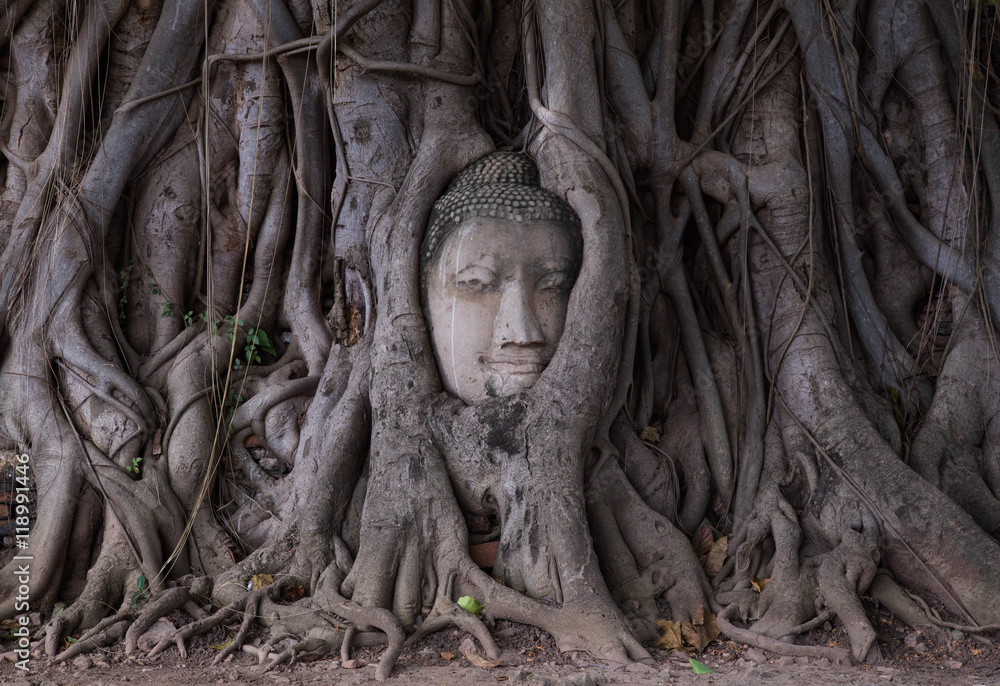 Head of Buddha statue