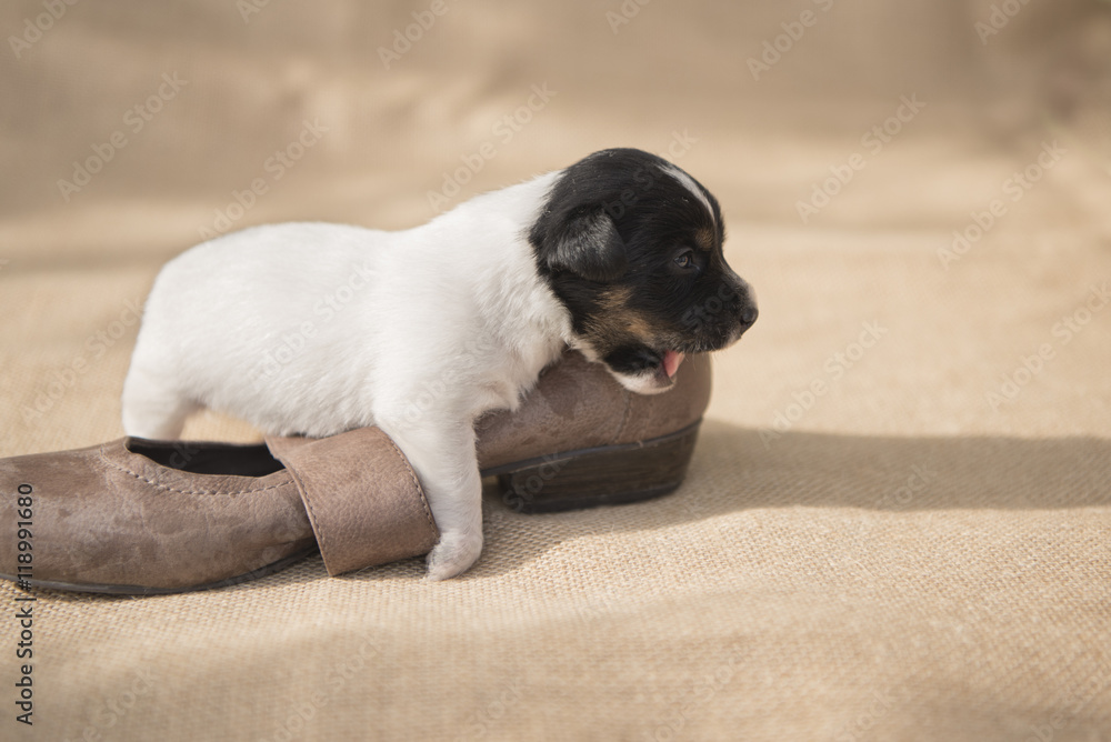 Obraz premium cute Jack Russel puppy lies in the shoe and begins to chew