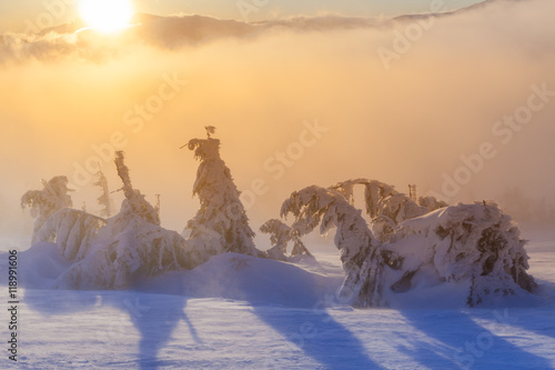 winter trees on snow © Dmytro Kosmenko
