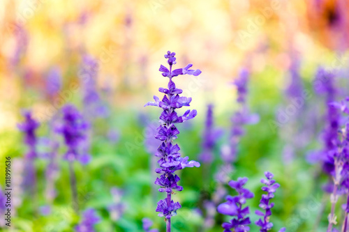 Lavender flower close up in field blur colorful background