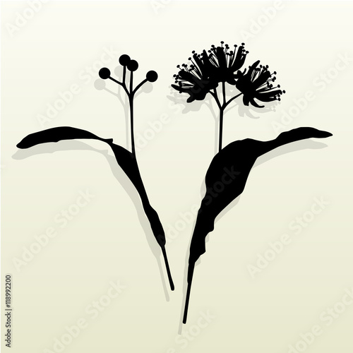 Linden flowers vintage background vector abstract