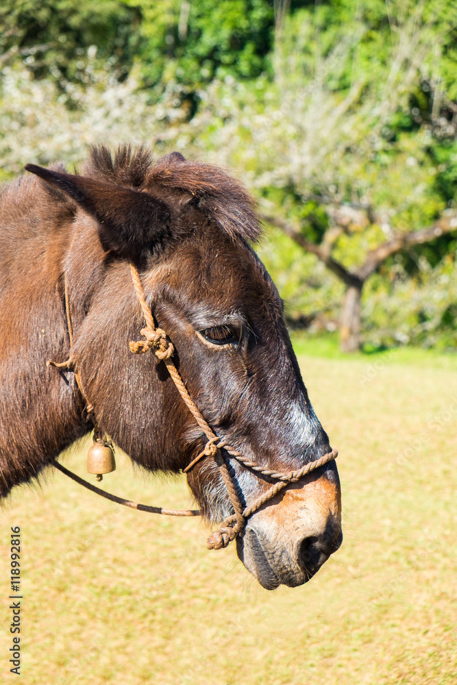 Mule brown graze side angle and chinese plum background Mule brown graze side angle and chinese plum background