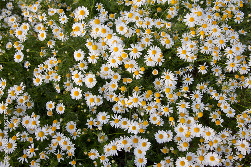 цветение ромашки аптечной