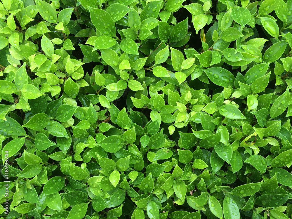 Obraz premium Close up green leaf after rainy background