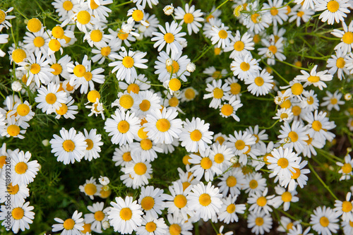 цветение ромашки аптечной