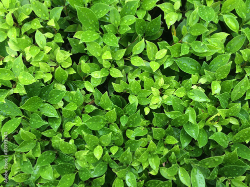 Wallpaper Mural Close up green leaf after rainy background Torontodigital.ca