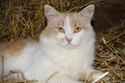 Ginger cat on the hay close-up
