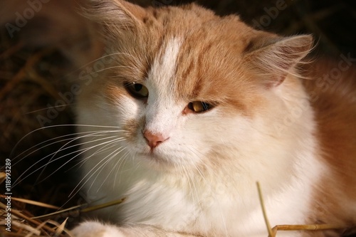 Ginger cat on the hay close-up