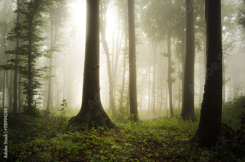 Wallpaper Mural forest landscape in sunlight Torontodigital.ca