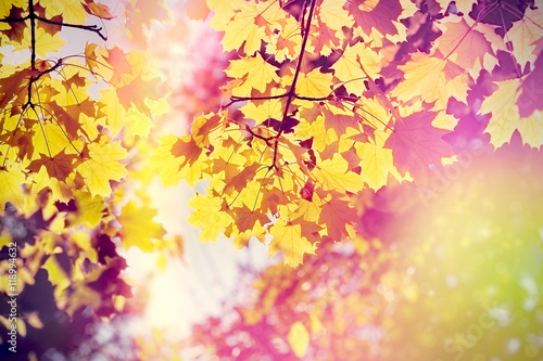 Beautiful nature in autumn - sun shining through tree branches