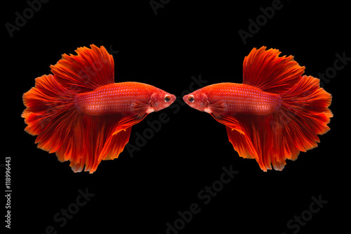 confrontation of siamese fighting fish or betta splendens on black background