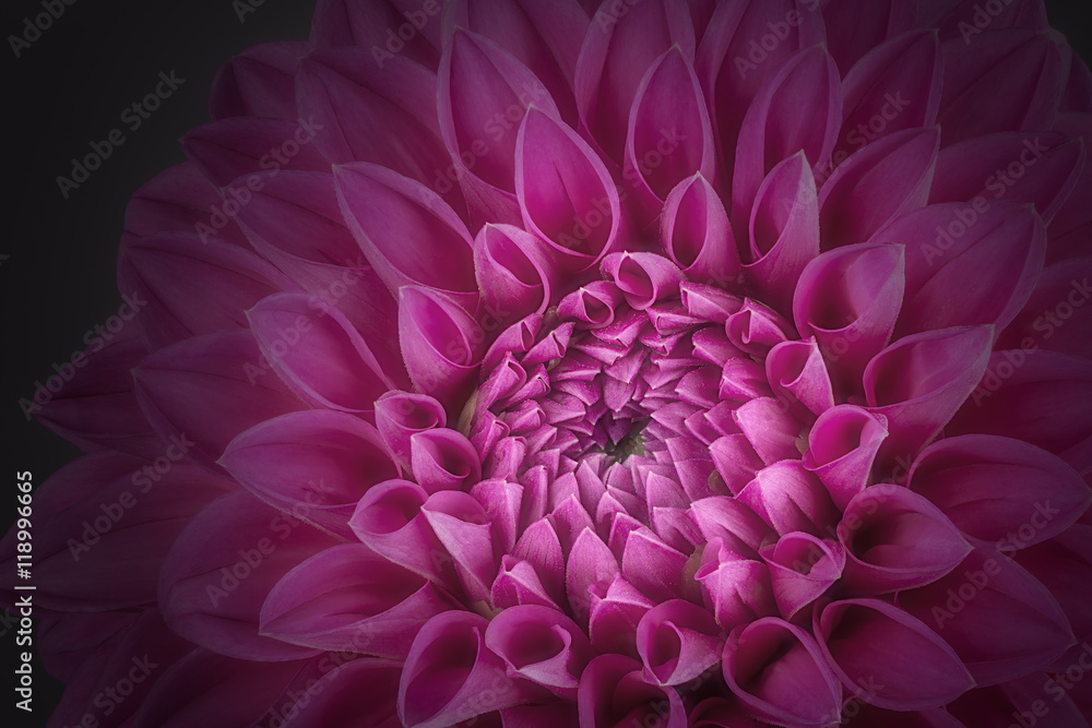 Purple flower petals, close up and macro of chrysanthemum, beautiful abstract background Purple flower petals, close up and macro of chrysanthemum, beautiful abstract background