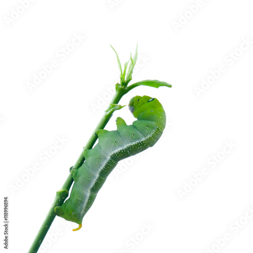 caterpillar green eating isolated on white