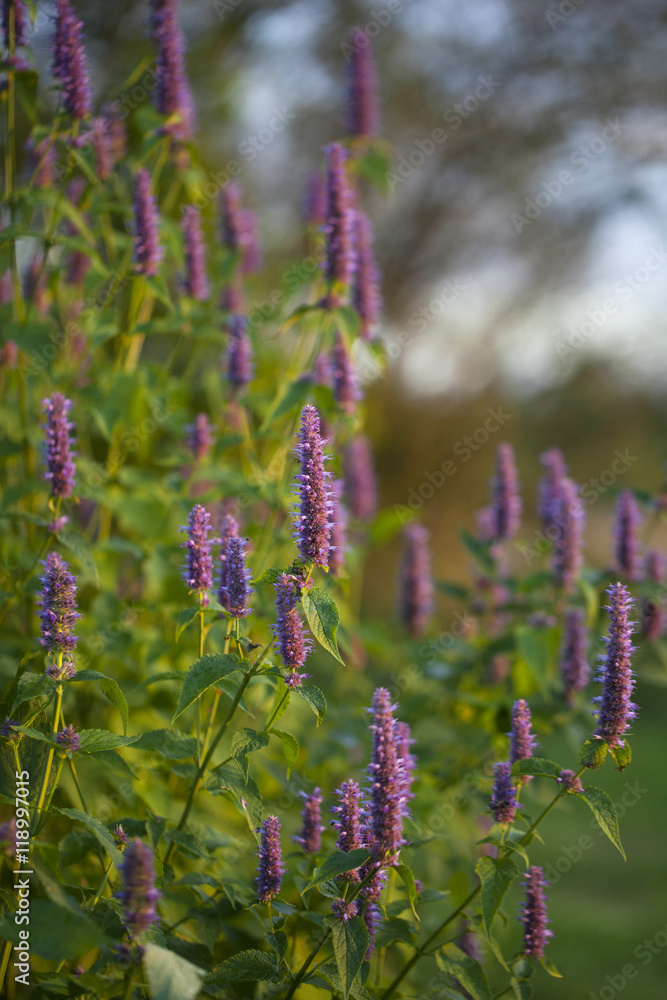 Obraz premium Image of giant Anise hyssop (Agastache foeniculum) in a summer garden