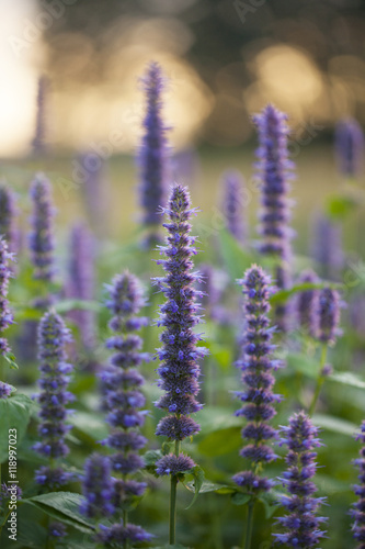 Image of giant Anise hyssop  Agastache foeniculum  in a summer garden